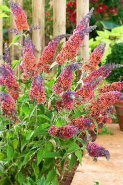 BiColor Butterfly Bush (Buddleia X Weyeriana) - 1 Gallon Pot -Outlet Drip Mingle Store butterfly bush bicolor 6