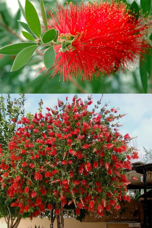 Red Cluster Bottlebrush Tree - 3 Gallon Pot 6 Red Cluster Bottlebrush Tree - 3 Gallon Pot - Image 4