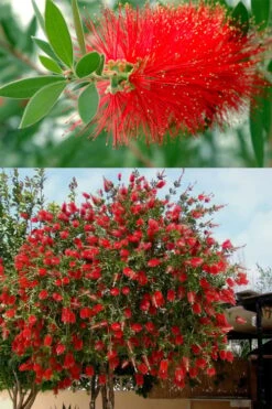 Red Cluster Bottlebrush Tree - 7 Gallon Pot -Outlet Drip Mingle Store callistemon red cluster bottlebrush 102