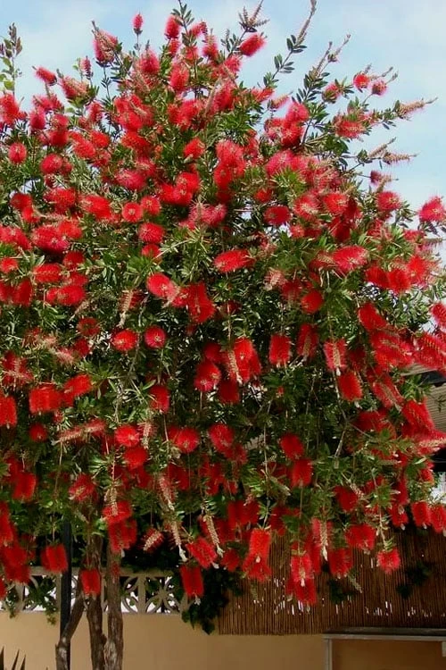 Red Cluster Bottlebrush Tree - 3 Gallon Pot 3 Red Cluster Bottlebrush Tree - 3 Gallon Pot