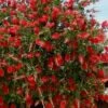Red Cluster Bottlebrush Tree - 7 Gallon Pot
