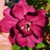 Hartlage Wine Sweetshrub (Calycanthus Raulstonii) - 3 Gallon Pot -Outlet Drip Mingle Store calycanthus raulstonii hartlage wine sweetshrub 1