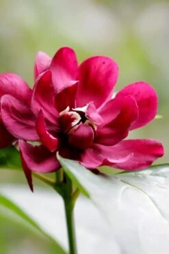 Hartlage Wine Sweetshrub (Calycanthus Raulstonii) - 3 Gallon Pot -Outlet Drip Mingle Store calycanthus raulstonii hartlage wine sweetshrub 2