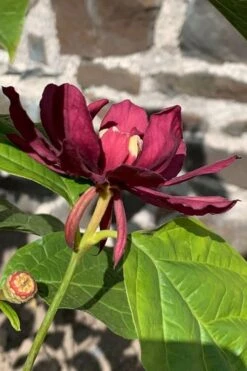 Hartlage Wine Sweetshrub (Calycanthus Raulstonii) - 3 Gallon Pot -Outlet Drip Mingle Store calycanthus raulstonii hartlage wine sweetshrub 3