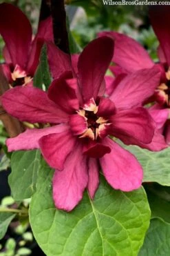 Hartlage Wine Sweetshrub (Calycanthus Raulstonii) - 3 Gallon Pot -Outlet Drip Mingle Store calycanthus raulstonii hartlage wine sweetshrub 4