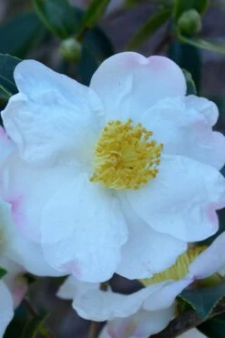 Sweet October Fragrant Camellia - 1 Gallon Pot -Outlet Drip Mingle Store camellia sasanqua sweet october 2