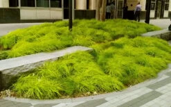 Evercolor 'Everillo' Carex - 5 Pack Of Quart Pots -Outlet Drip Mingle Store carex everillo 20 2