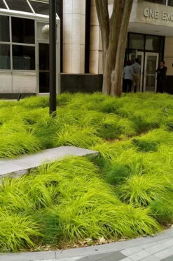 Evercolor Everillo Carex - 1 Gallon Pot -Outlet Drip Mingle Store carex everillo 21