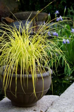 Evercolor Everillo Carex - 6 Pack Of 1 Gallon Pots -Outlet Drip Mingle Store carex everillo 24