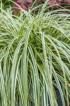 Feather Falls Sedge (Carex Oshimensis) - 5 Pack Of Quart Pots -Outlet Drip Mingle Store carex oshimensis fetaher falls sedge grass 1