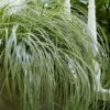 Feather Falls Sedge (Carex Oshimensis) - 5 Pack Of Quart Pots