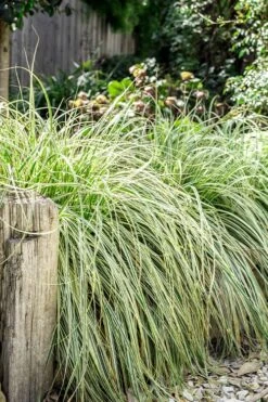 Feather Falls Sedge (Carex Oshimensis) - 5 Pack Of Quart Pots -Outlet Drip Mingle Store carex oshimensis fetaher falls sedge grass 5
