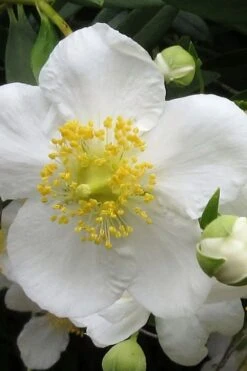 Elizabeth Bush Anemone (Carpentaria Californica) - 5 Gallon Pot -Outlet Drip Mingle Store carpentaria californica elizabeth bush anemone 1