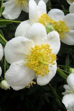 Elizabeth Bush Anemone (Carpentaria Californica) - 5 Gallon Pot -Outlet Drip Mingle Store carpentaria californica elizabeth bush anemone 3