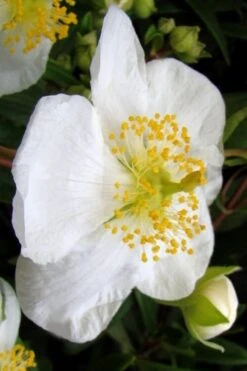 Elizabeth Bush Anemone (Carpentaria Californica) - 5 Gallon Pot -Outlet Drip Mingle Store carpentaria californica elizabeth bush anemone 5