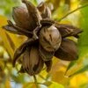 Hardy Pecan Tree (Carya Illinoinensis) - 3 Gallon Pot 2 Hardy Pecan Tree (Carya Illinoinensis) - 3 Gallon Pot -Outlet Drip Mingle Store carya illinionensis hardy pecan 1