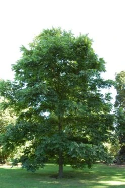 Hardy Pecan Tree (Carya Illinoinensis) - 3 Gallon Pot -Outlet Drip Mingle Store carya illinionensis hardy pecan 2