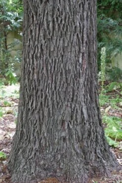 Hardy Pecan Tree (Carya Illinoinensis) - 3 Gallon Pot -Outlet Drip Mingle Store carya illinionensis hardy pecan 6