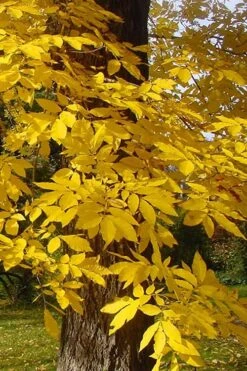 Hardy Pecan Tree (Carya Illinoinensis) - 3 Gallon Pot -Outlet Drip Mingle Store carya illinionensis hardy pecan fall leaf color 4