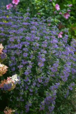 Beyond Midnight Blue Mist Shrub (Caryopteris) - 3 Gallon Pot -Outlet Drip Mingle Store caryopteris beyond midnight blue mist shrub 1