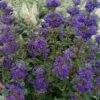 Beyond Midnight Blue Mist Shrub (Caryopteris) - 3 Gallon Pot -Outlet Drip Mingle Store caryopteris beyond midnight blue mist shrub 10