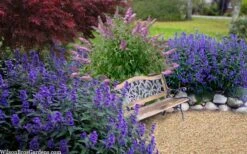 Beyond Midnight Blue Mist Shrub (Caryopteris) - 3 Gallon Pot -Outlet Drip Mingle Store caryopteris beyond midnight blue mist shrub 7