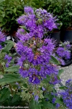 Beyond Midnight Blue Mist Shrub (Caryopteris) - 3 Gallon Pot -Outlet Drip Mingle Store caryopteris beyond midnight blue mist shrub 9