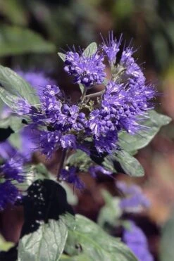 Dark Knight Blue Mist Shrub (Caryopteris) - 1 Gallon Pot 14 Dark Knight Blue Mist Shrub (Caryopteris) - 1 Gallon Pot -Outlet Drip Mingle Store caryopteris clandonensis dark knight blue mist shrub 1