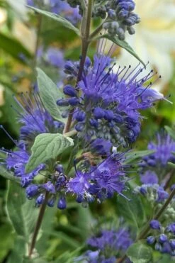 Dark Knight Blue Mist Shrub (Caryopteris) - 1 Gallon Pot 13 Dark Knight Blue Mist Shrub (Caryopteris) - 1 Gallon Pot -Outlet Drip Mingle Store caryopteris clandonensis dark knight blue mist shrub 3