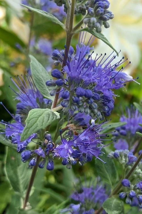 Dark Knight Blue Mist Shrub (Caryopteris) - 1 Gallon Pot 7 Dark Knight Blue Mist Shrub (Caryopteris) - 1 Gallon Pot - Image 5