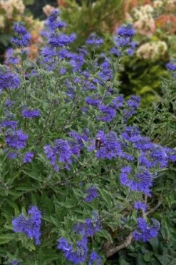 Dark Knight Blue Mist Shrub (Caryopteris) - 3 Gallon Pot 12 Dark Knight Blue Mist Shrub (Caryopteris) - 3 Gallon Pot -Outlet Drip Mingle Store caryopteris clandonensis dark knight blue mist shrub 6 1