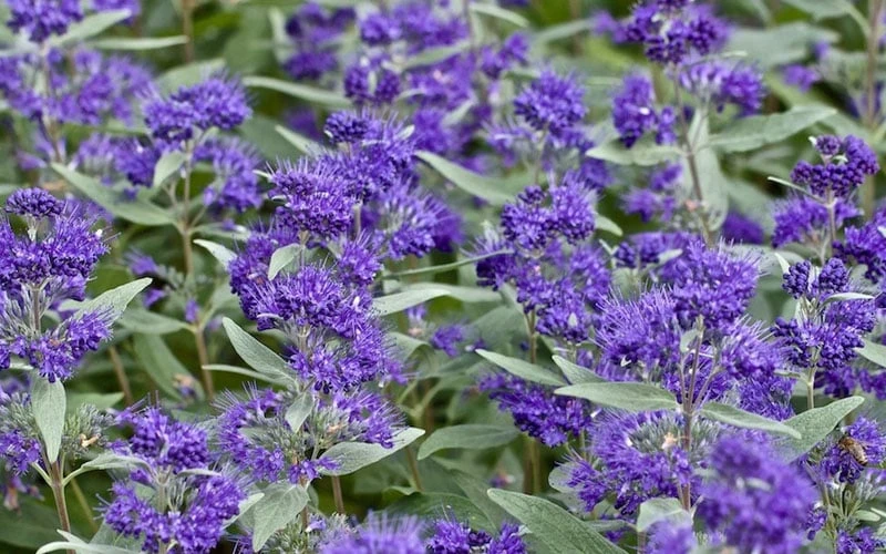 Dark Knight Blue Mist Shrub (Caryopteris) - 3 Gallon Pot 9 Dark Knight Blue Mist Shrub (Caryopteris) - 3 Gallon Pot - Image 7