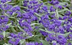 Dark Knight Blue Mist Shrub (Caryopteris) - 1 Gallon Pot 15 Dark Knight Blue Mist Shrub (Caryopteris) - 1 Gallon Pot -Outlet Drip Mingle Store caryopteris clandonensis dark knight blue mist shrub 7