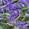 Dark Knight Blue Mist Shrub (Caryopteris) - 3 Gallon Pot -Outlet Drip Mingle Store caryopteris clandonensis dark knight blue mist shrub 8 1