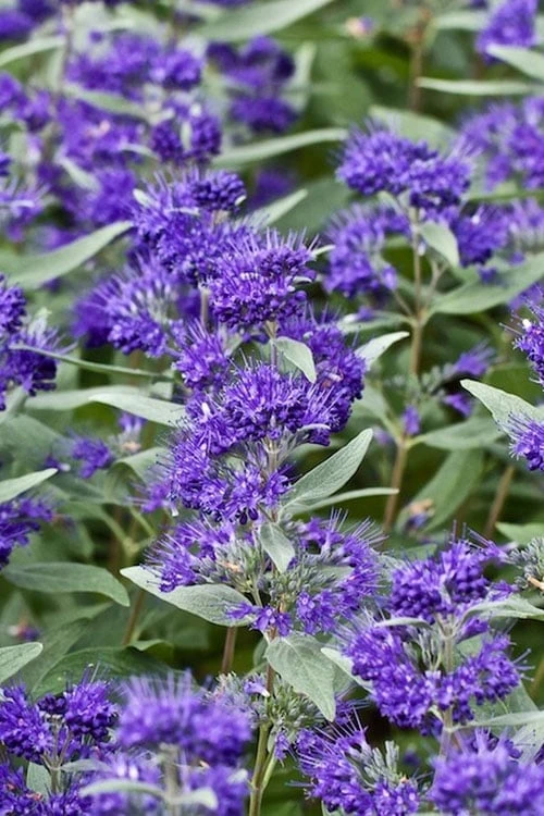 Dark Knight Blue Mist Shrub (Caryopteris) - 3 Gallon Pot 3 Dark Knight Blue Mist Shrub (Caryopteris) - 3 Gallon Pot