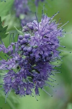 Longwood Blue Blue Mist Shrub (Caryopteris) - 1 Gallon Pot