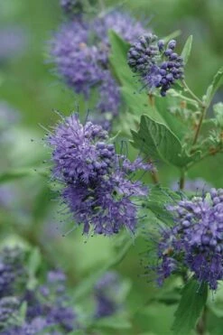 Longwood Blue Blue Mist Shrub (Caryopteris) - 1 Gallon Pot -Outlet Drip Mingle Store caryopteris clandonensis longwood blue blue mist shrub 3