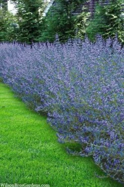 Longwood Blue Blue Mist Shrub (Caryopteris) - 1 Gallon Pot -Outlet Drip Mingle Store caryopteris clandonensis longwood blue blue mist shrub 5