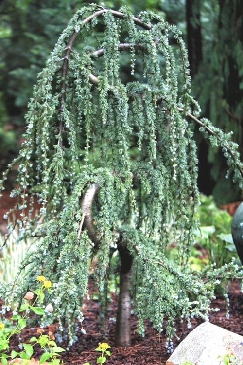 Serpentine Weeping Blue Atlas Cedar - 3 Gallon Pot 8 Serpentine Weeping Blue Atlas Cedar - 3 Gallon Pot - Image 6