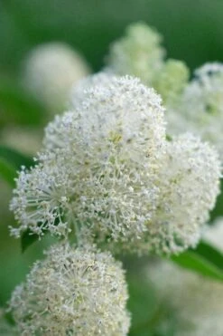 New Jersey Tea Plant (Ceanothus Americanus) - 3 Gallon Pot -Outlet Drip Mingle Store ceanothus americanus new jersey tea plant 12