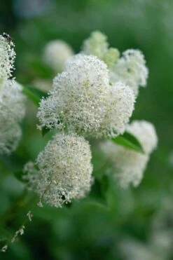 New Jersey Tea Plant (Ceanothus Americanus) - 3 Gallon Pot -Outlet Drip Mingle Store ceanothus americanus new jersey tea plant 13