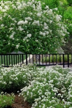 New Jersey Tea Plant (Ceanothus Americanus) - 3 Gallon Pot -Outlet Drip Mingle Store ceanothus americanus new jersey tea plant 14