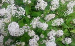 New Jersey Tea Plant (Ceanothus Americanus) - 3 Gallon Pot -Outlet Drip Mingle Store ceanothus americanus new jersey tea plant 7