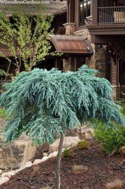 Feelin Blue Deodar Cedar (Single Trunk Tree Form) - 3 Gallon Pot
