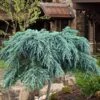 Feelin Blue Deodar Cedar (Single Trunk Tree Form) - 1 Gallon Pot -Outlet Drip Mingle Store cedrus deodar feelin blue deodar cedar tree 100 3