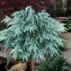 Divinely Blue Deodar Cedar Tree (Single Trunk Topiary) - 5 Gallon Pot -Outlet Drip Mingle Store cedrus deodora divinely blue topiary tree 100