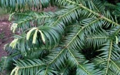 Fortune's Plum Yew Tree (Cephalotaxus Fortunei) - 3 Gallon Pot -Outlet Drip Mingle Store cephalotaxus fortunei fortunes plum yew tree 2