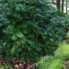 Fortune's Plum Yew Tree (Cephalotaxus Fortunei) - 3 Gallon Pot -Outlet Drip Mingle Store cephalotaxus fortunei fortunes plum yew tree 4