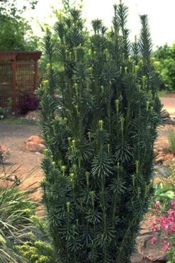 Fastigiata Upright Japanese Plum Yew - 3 Gallon Pot -Outlet Drip Mingle Store cephalotaxus harringtonia fastigiata upright japanese plum yew 102