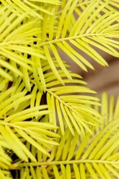 Golden Dragon Plum Yew (Cephalotaxus Harringtonia) - 1 Gallon Pot 13 Golden Dragon Plum Yew (Cephalotaxus Harringtonia) - 1 Gallon Pot -Outlet Drip Mingle Store cephalotaxus harringtonia golden dragon japanese yew 22